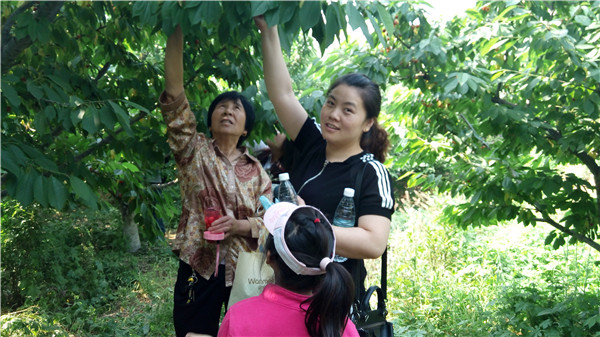 Thu hoạch anh đào tại năm 2015 tháng 5